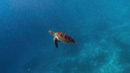 The World Is Losing Migratory Species at Alarming Rates