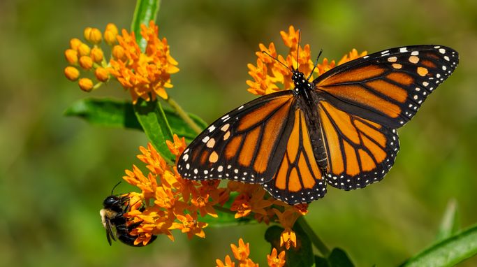 1,000 Acres Pollinator Habitat Project