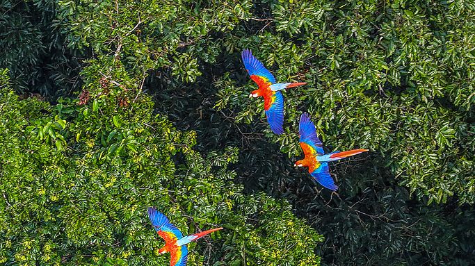 The Amazon Rainforest Is Getting a $100 Million AI Upgrade