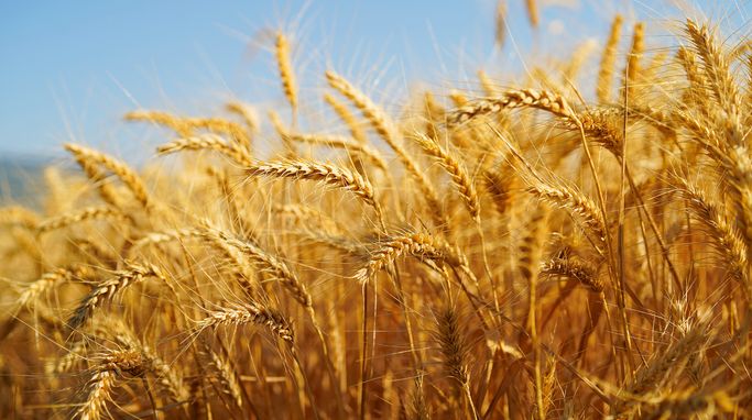 UK farmers face worst harvest on record