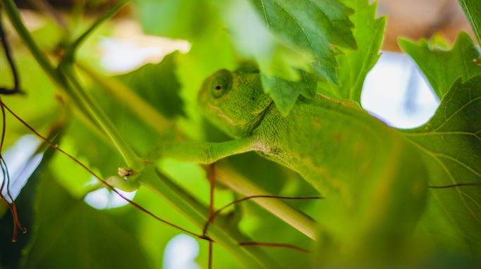 New species discovered with a warning