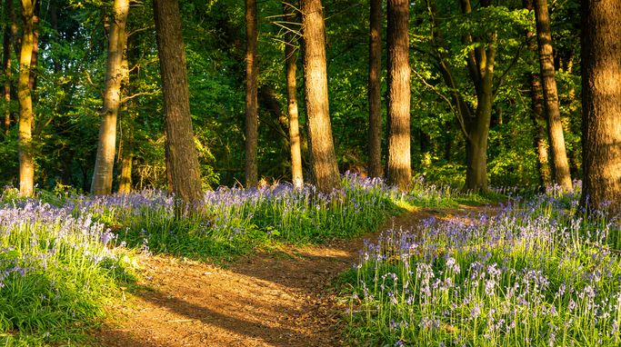 The EU Deforestation Regulation: A Defining Moment for Global Supply Chains and Forests