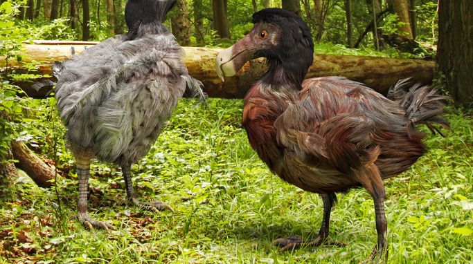 We Just Might Owe the Dodo an Apology!
