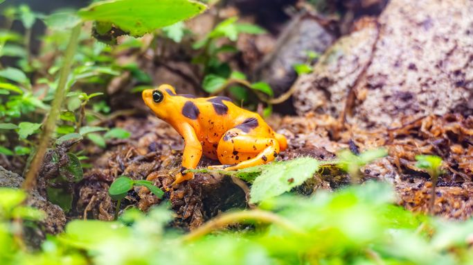 Iconic frog species moves towards rewilding in Panama