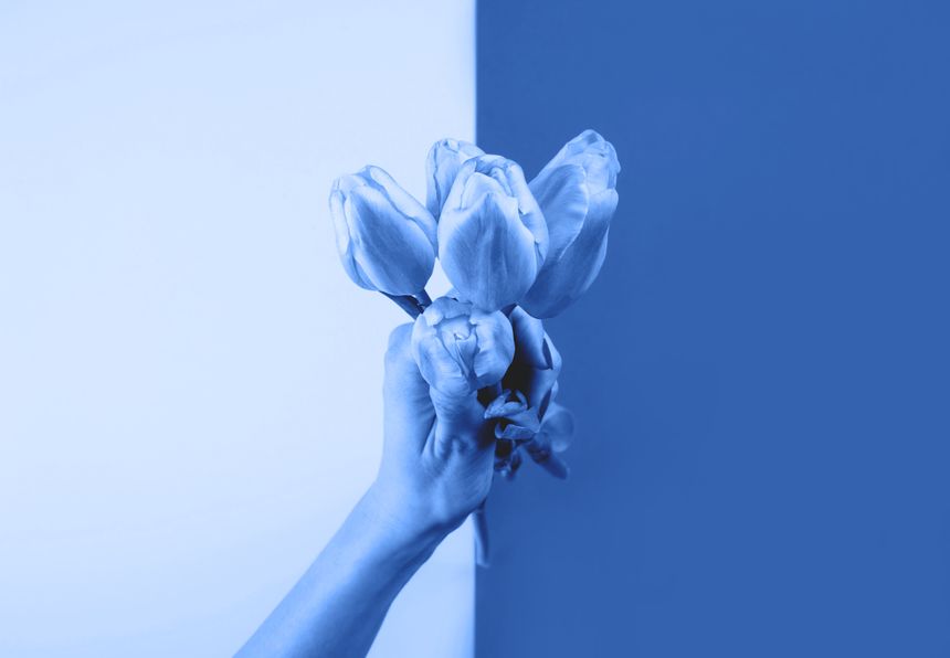 Female hand with holding beautiful tulips on duotone classic blue color of 2020 split trendy backdrop. Creative art greeting card