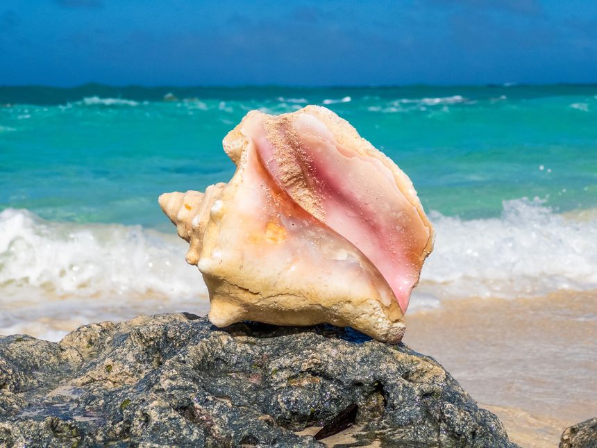 Sea Shell in the surf of the tropical beach at Bahamas