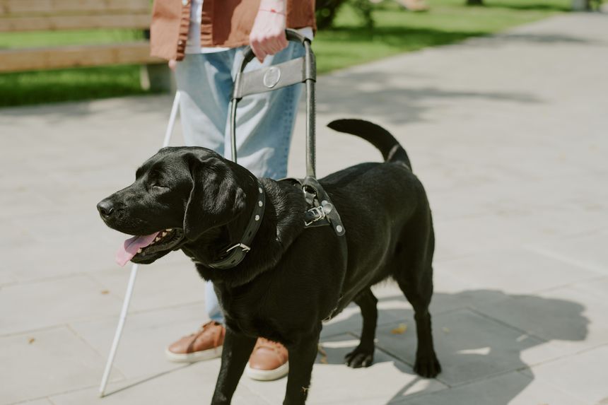 High angle shot of happy black Labrador walking in park with his unrecognizable owner who holding guide dog leash