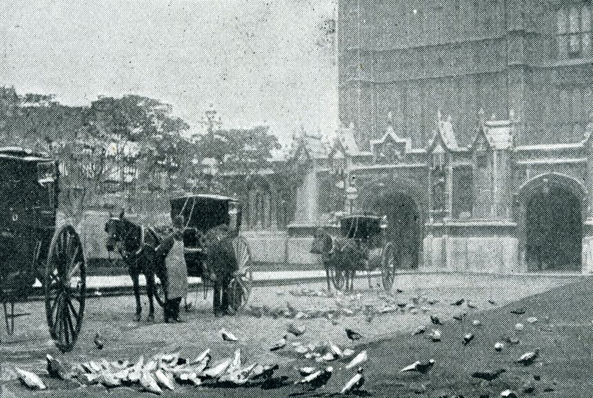 Pigeons outside Houses of Parliament in London England with horse and carriages waiting as taxi service.