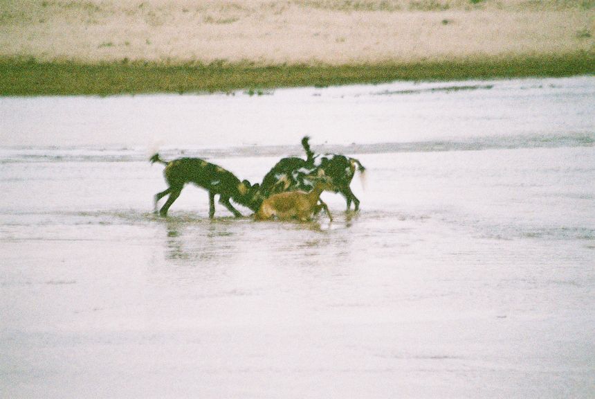Wild dogs at dusk: A safari encounter