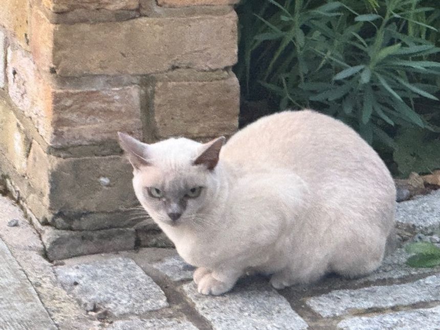 Is the value of the supplier’s solution relevant?