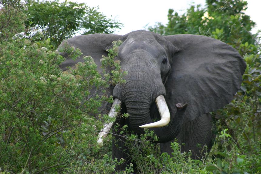 Walking safaris: Lessons from the wild