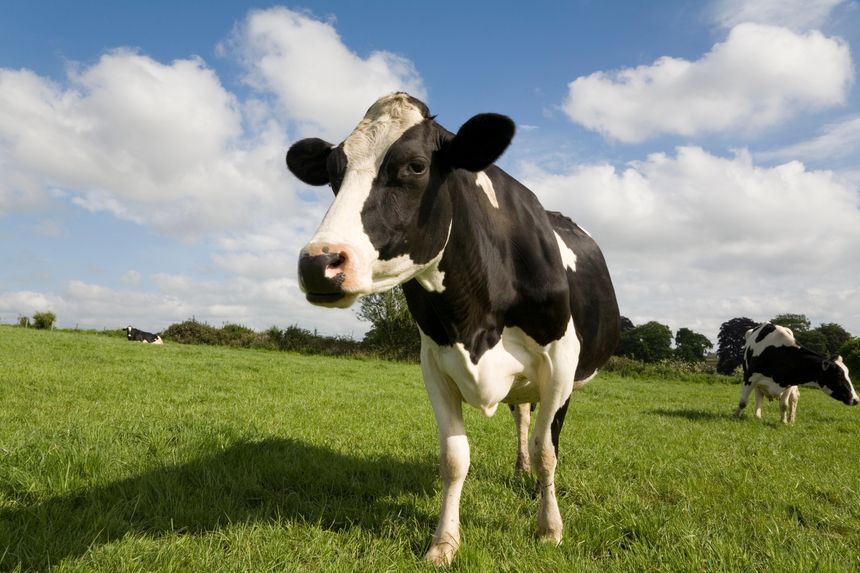 An inquisitive cow approaches the camera while others from the herd graze on the lush green grass of a Somerset meadow. Blue skies and white clouds in background on a sunny day