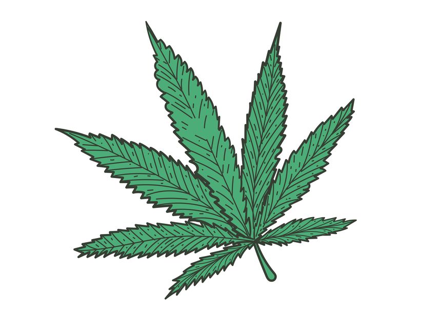 Marijuana or cannabis, Hand drawn doodle cannabis leaflet