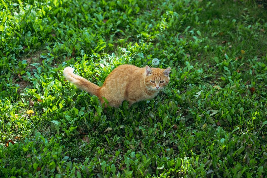 Restroom. A ginger cat goes to the toilet on a green lawn.