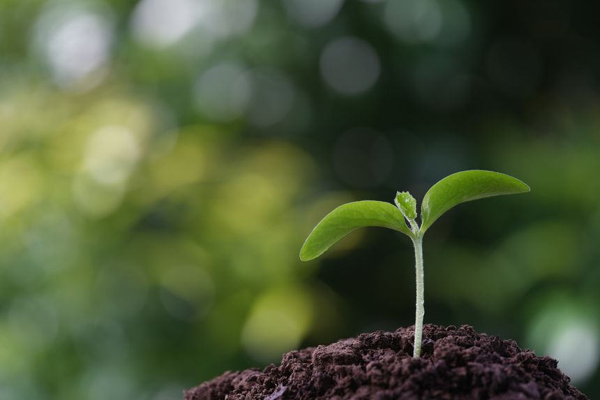 Autumn pumpkin sprout macro closeup with water droplets