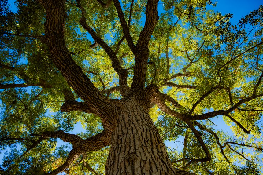 tree