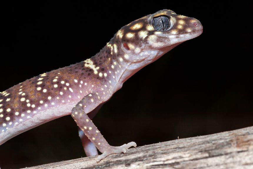 Close up of Australian Thick-tailed Gecko