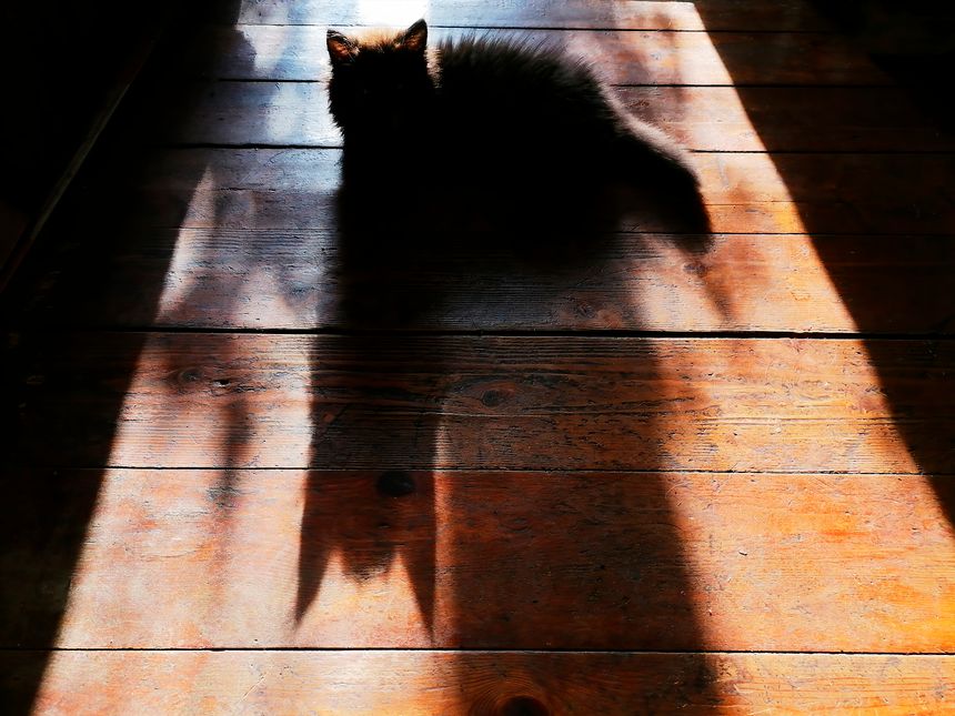 Shadow of a black cat on a wooden floor