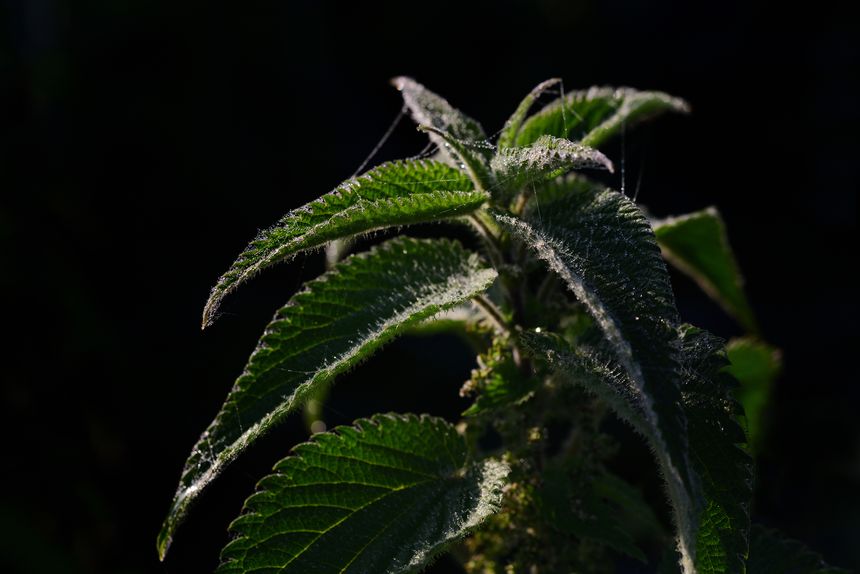 Closeup of a fresh green stinging nettle with cobwebs with dew drops in autumn in front of dark background