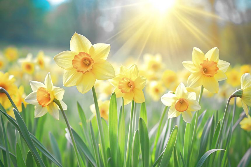 Photograph of a vibrant field of yellow daffodils in a natural setting in spring. Sunlight filters through the foliage, creating a warm golden glow.