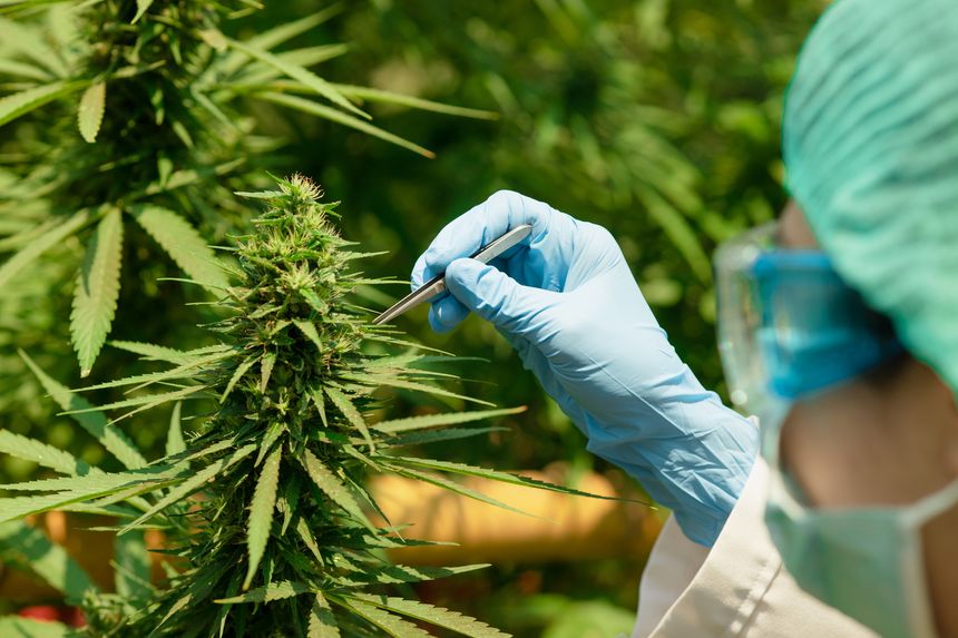 Hemp Producers Dealt Major Blow in New Federal Spending Bill