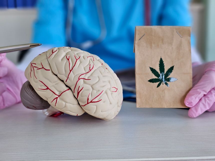 Detailed human brain model and fresh leaves of cannabis. Impact of marijuana drugs on health and mental abilities