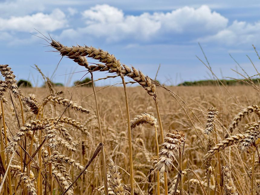 Ears of corn in an agricultural field in Northumberland against cloudscape