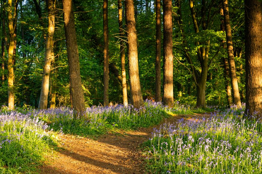 Bluebell Flowers in Bloom, Portglenone, County Antrim, Northern Ireland, UK