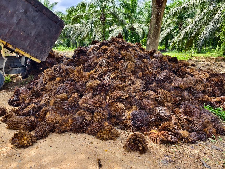 Oil Palm waste