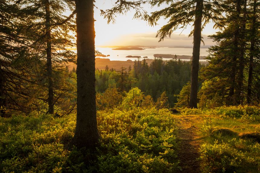 Sunset forest landscape