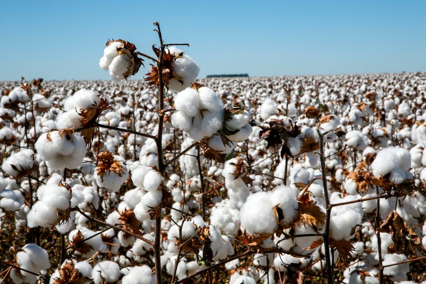 Cotton fields ready to be harvested in contrast to blue sky and white clouds in the state of Mato Grosso do Sul, Brazil