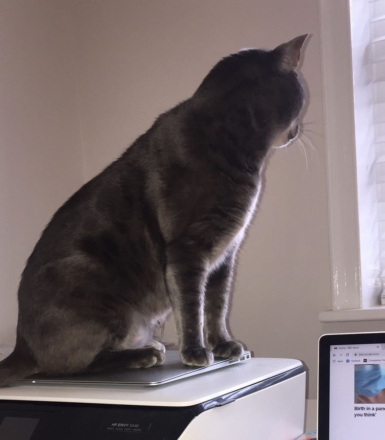 Working from home (and with the cat): adapting to the new normal