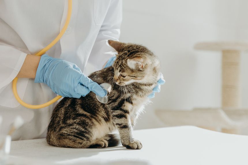 One young Caucasian unrecognizable girl veterinarian in a white coat and blue gloves listens with a yellow stethoscope to the heartbeat of a tricolor kitten, who sits and watches the process on a table in a home office during the day, side view close-up. Concept of going to the veterinarian, pet care, healthy lifestyle pets.