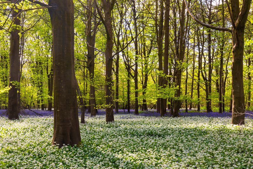 Low-angled sunlight shines through trees in bluebell woods of Dorset near Blandford