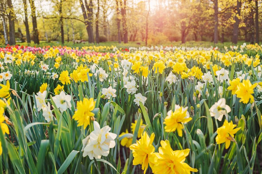 Field of yellow and white double daffodils