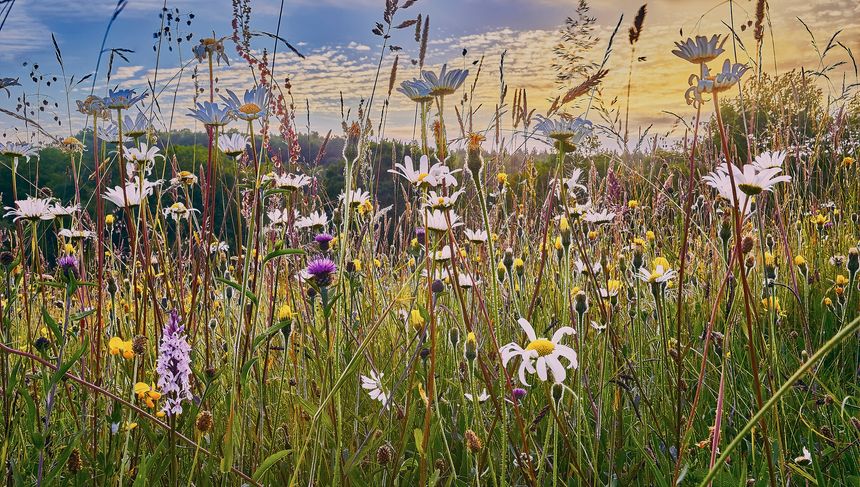 Wild flowers growing in a a hay meadow in the High Weald of Sussex