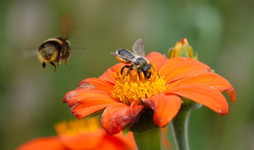A leafcutter bee on a colourful sunflower in a summer garden with a bumblebee in flight in the foreground.