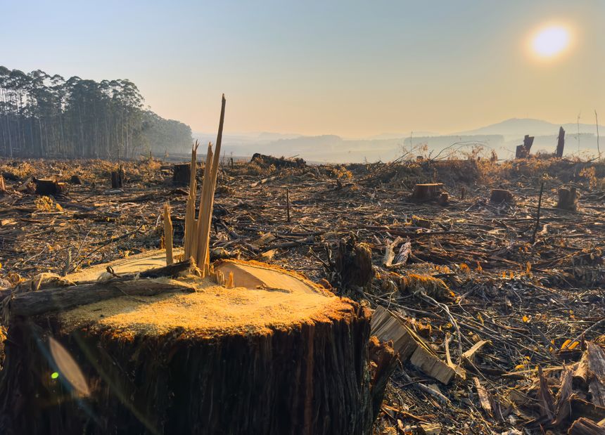 Deforestation in Africa. large tree stump closeup view in a barren landscape at sunset. Forest loss in South Africa