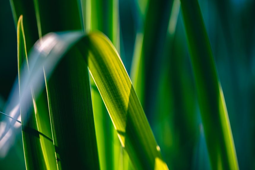 Vibrant green grass blades growing closely together, basking in the warm embrace of spring sunlight, create a lush and inviting natural background filled with life and renewal