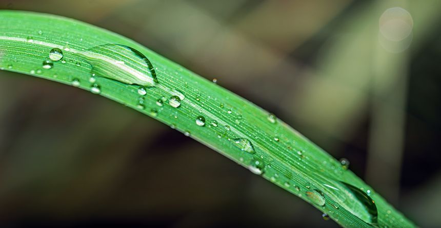 Close-up macro photography of crystal clear water droplets scattered along a fresh green grass blade, with smooth bokeh background in warm brown tones. Natural light highlights the water surface tension and grass fiber detail. Ideal for nature, freshness, and environment concepts.