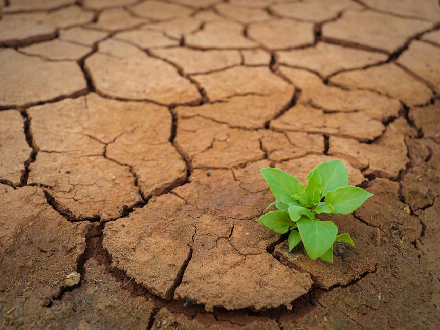 CLOSE UP: Vibrant green sprout emerges from severely cracked, dry earth, symbolizing resilience and hope in harsh, arid conditions. Stark natural contrast between fragile plant and parched ground.