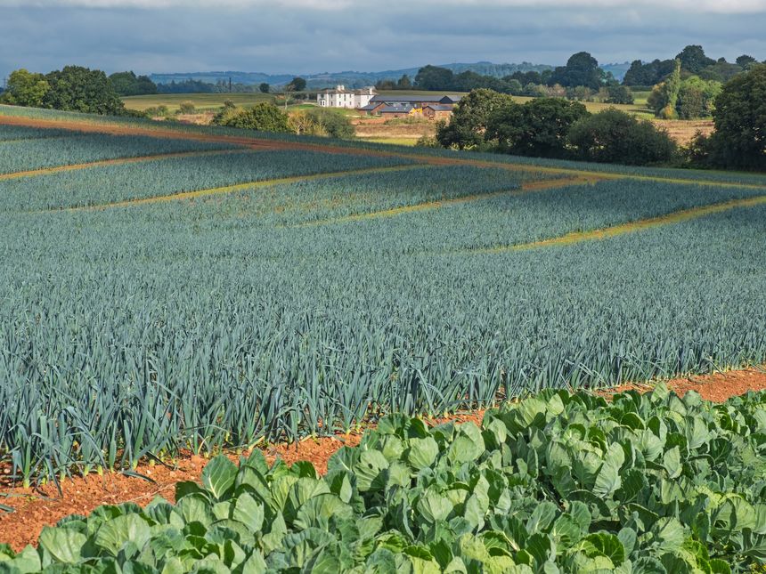 Organic leek crop ( Allium ampeloprasum ) growing in a Devon field in late summer in UK. Leeks can be grown all year round in the area