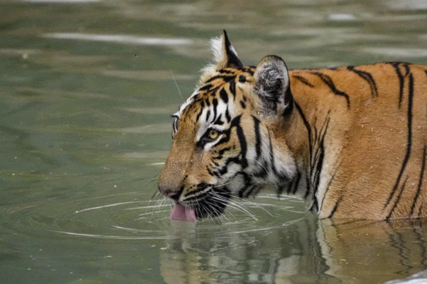 International Tiger Day 2025