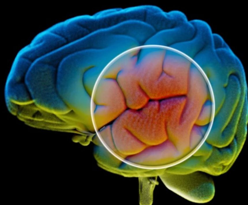 'Master switch' brain protein could reverse age-related memory loss