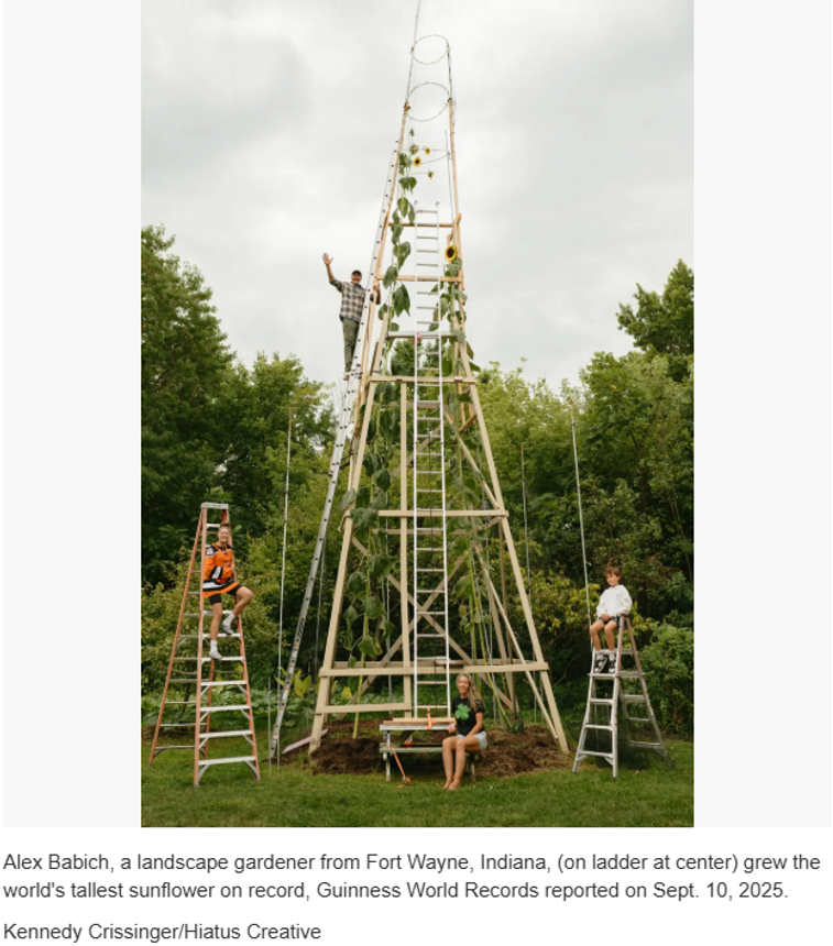 With prayers and a little luck, this family grew the world’s tallest sunflower