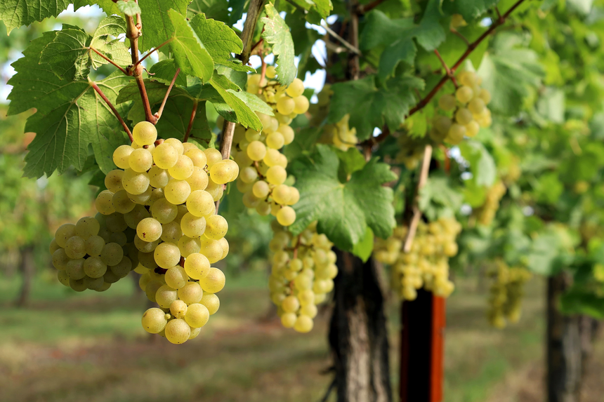 Major breakthrough with new material that could replace plastics