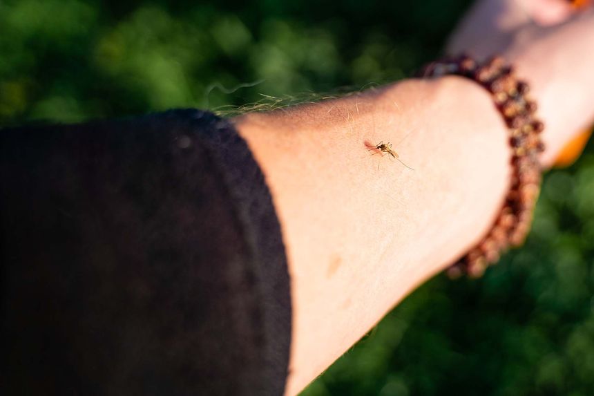 Turns Out, Beer Might Make You More Mosquito-Magnetic