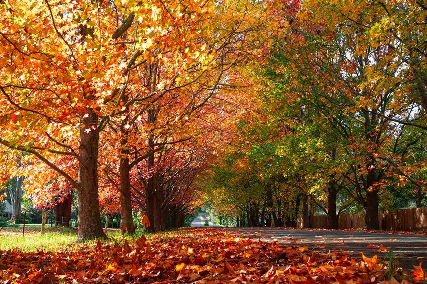 The Reasons We Love Fall So Much, According to Science. There’s a bigger story behind your pumpkin-spice obsession