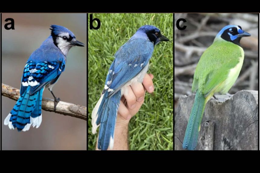 When Uncommon Encounters Take Flight: How changing habitats may spark rare hybrids like the blue jay–green jay mix