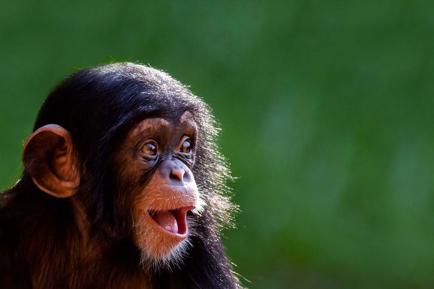 Adorable baby and animal moments that will make you smile